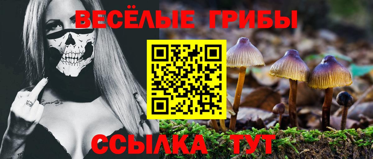 Будённовск  хочу наркоту  Вход с VPN  Псилоцибиновые грибы Cubensis 